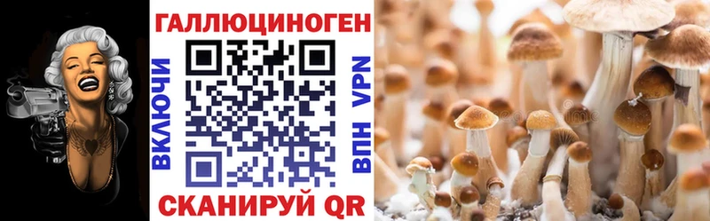 как найти   Городище  Псилоцибиновые грибы Psilocybine cubensis 